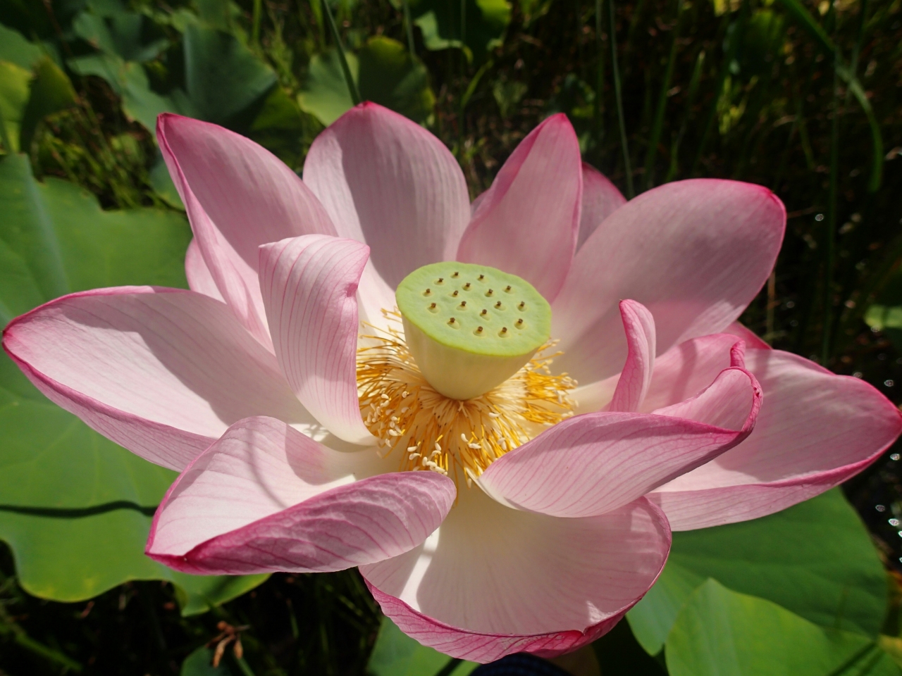 Let's find out! The secrets of the lotus flower | Adachi